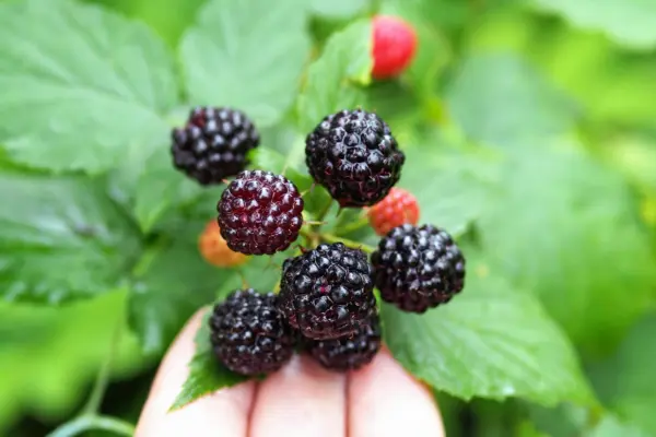 Top Seller 50 Black Raspberry Rubus Leucodermis Fruit Bush Vine Seeds - $14.60