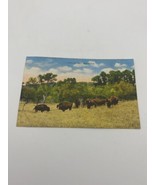 Vintage lithograph postcard A Texas Buffalo Ranch In Color Prairie Linen... - £10.16 GBP