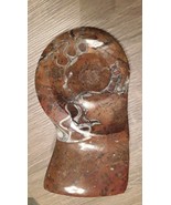 Large Standing Moroccan Mineralized  Ammonite Shell Fossil - Free Shipping! - $59.99