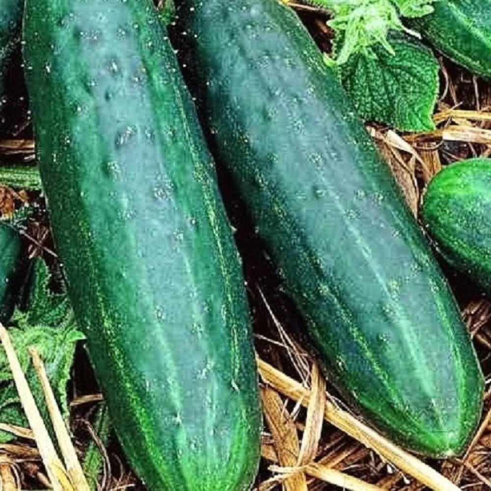 FARM 10 Spacemaster 80 Cucumber Non-Gmo Cucumber Heirloom Bulk Seeds - £7.58 GBP