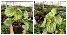 Live Plant Variegated Algerian ivy 4” pot Houseplant - £30.73 GBP