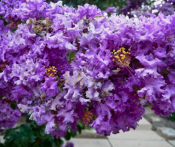 35 Pc Seeds Purple Crepe Myrtle Flower, Lagerstroemia Indica Seeds Planting | RK - £13.42 GBP