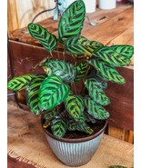 25+ Peacock Calathea Seeds  - $8.37