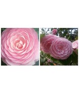 PINK PERFECTION Pink Camellia Japonica Live Well Rooted Starter Plant