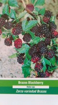 Brazos Blackberry Plant Healthy Fruit New Home Garden Plants Blackberrie... - £86.00 GBP