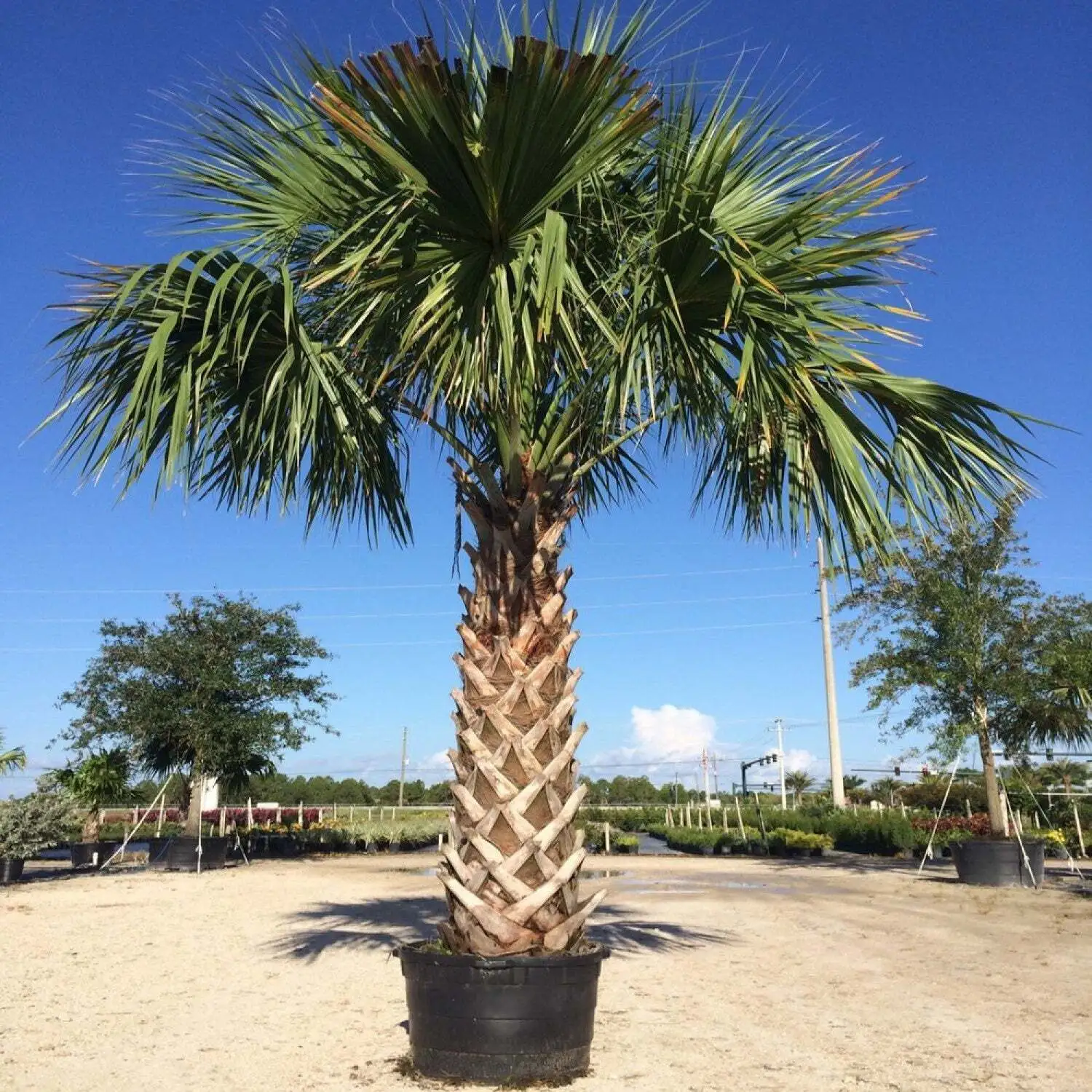 10 Cabbage Palm Trees 5-7&quot; Tall 6 Month Old Live Plants Sabal palmetto - £51.06 GBP
