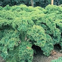 2500 Vates Blue Cur Kale Dwarf Scotch Brassica Oleracea Vegetable Green Seeds Fr - £8.20 GBP