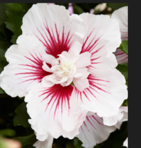 Mixed Colors Rose Of Sharon Hibiscus 50 Seeds - £7.85 GBP