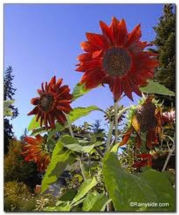 Flower Sunflower Red Sun 100 Seeds - £7.65 GBP