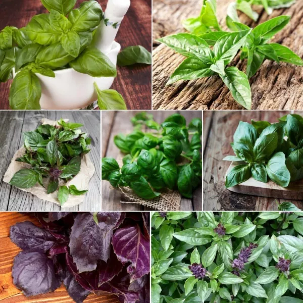 6 Pack Basil Seed Collection Heirloom Seed 2024 Non-Gmo Fresh Garden - £18.35 GBP