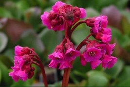 Thjar 15+ Winter Glow Bergenia Ground Cover Flower Seeds / Perennial - £5.52 GBP