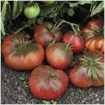 New Fresh USA Seller Brandywine Black Tomato Seeds - $5.26