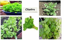 Green Cilantro Herb Very Popular Edible Plant Great 4 Salads Over 50 See... - $8.97
