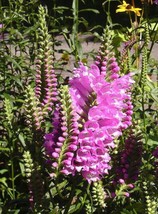 50 Seeds Pink Showy Obedient Plant False Dragonhead Physostegia Virginia... - £7.58 GBP