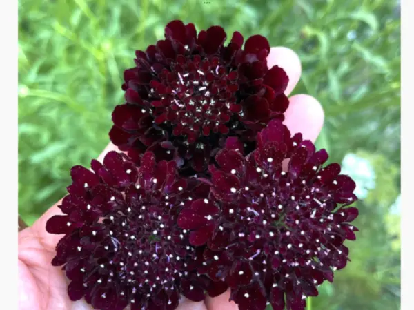Scabiosa Pincushion Flower Dark Knight Seeds 50 Fresh Garden - £10.92 GBP