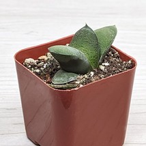 Succulent Live Plant - Gasteria Glomerata Ox Tongue - Live Plants In 2&quot; Pot - $124.22 MXN