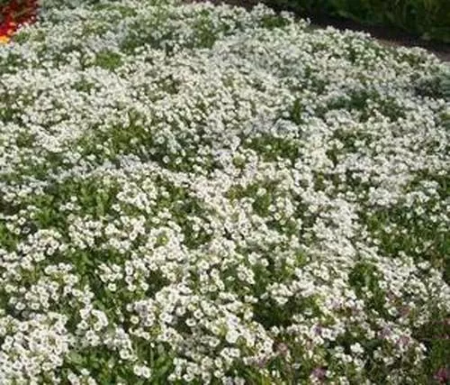 BPASTORE Sweet Alyssum Flower 2000 Seeds Carpet Of Snow White Aroma - £7.16 GBP