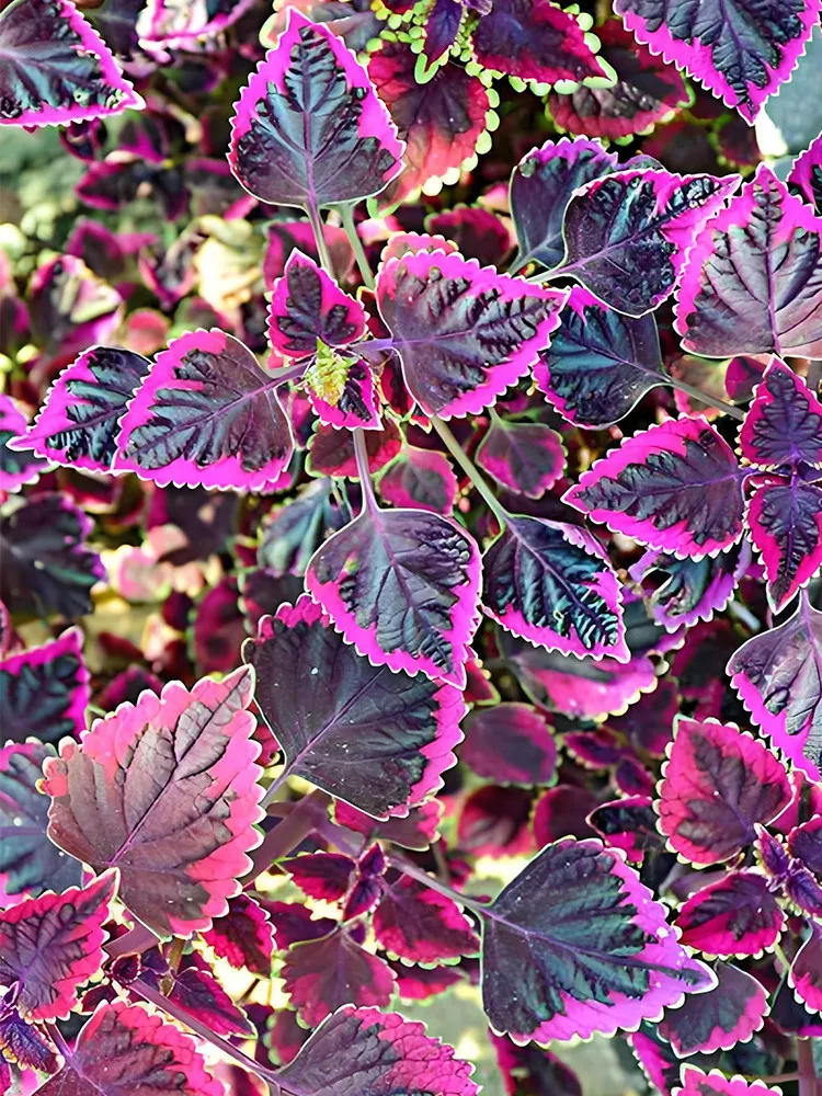 Exotic &#39;Cai Hong&#39; Series Coleus Seeds - Black Foliage with Pink Serrated... - $5.99