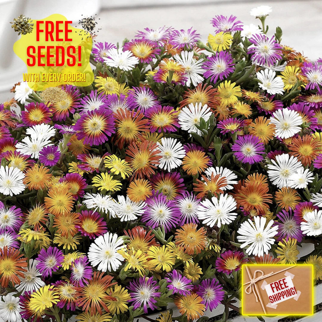 Fresh Ice Plant Seeds | Heirloom Non-GMO | Groundcover | Flower Seeds - $7.89