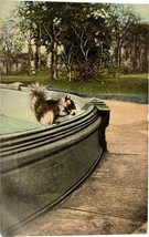 Billy in Park, Harrisburg, Pennsylvania, vintage postcard 1911 - $12.23
