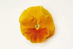 Pansy Matrix Orange Clear 250 seeds - £25.01 GBP