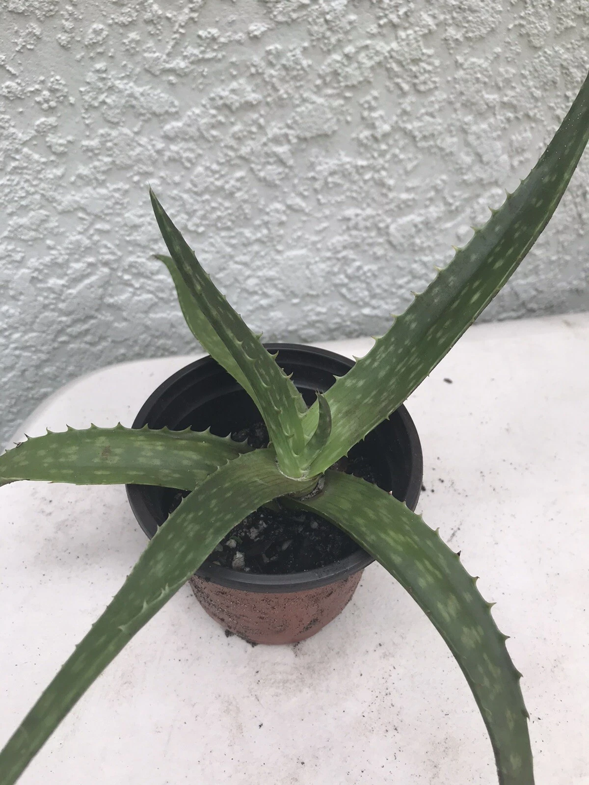 Rooted ALOE VERA PLANTS -  Barbadensis Cactus Succulent 4-6&quot; Live Plant - $23.50