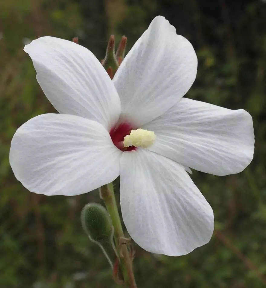 Abelmoschus ficulneus White Wild Musk Mallow Native Rosella 20 Fresh seed - £14.00 GBP