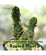 Variegated Joseph’s Coat Cactus – Opuntia Monacantha – Rooted Plant in 2... - $27.62 CAD
