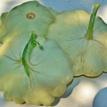 Bennings Green Tint Scallop Summer Squash Garden Seeds Gardening Vegetable Seeds - $14.55