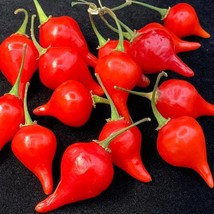 Biquinho Capsicum Chinense Seeds Fresh Garden - £10.03 GBP