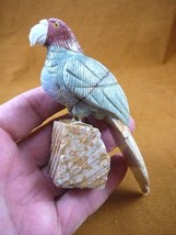 (Y-BIR-PA-409) song PARROT gray red Macaw bird gemstone STONE GEM carvin... - $28.04