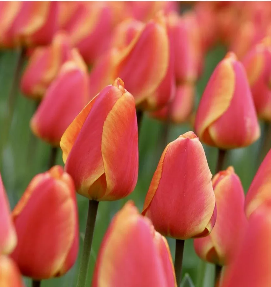 Tulip Darwin Hybrid Oxford Elite Pink Red Gold Yellow 5 Flower Plant Bul... - $27.00