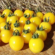 Galina&#39;s Tomato Seeds Gardening Easy Grow Usa Shipping - £4.57 GBP