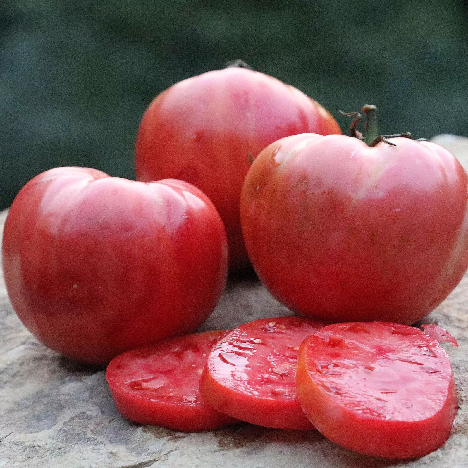 50 Seeds Perfectly Pink Tomato Vegetable Canning Fresh Seeds USA Seller - £9.37 GBP