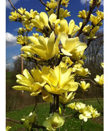 Yellow Bird Magnolia - $45.00