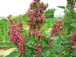 100 Seeds Organic Cocoa Cherry Quinoa Grain Chenopodium Quinoa Red &amp; Brown - £13.62 GBP