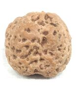 Nirankar Rudraksha / NiraKar (0 Mukhi) Rudraksha - Nepal - IGL Certified - $449.52 CAD