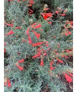 SD Epilobium Canum California Fuchsia 20 Seeds Fast Grow - $27.27 CAD