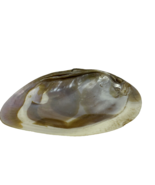 Natural Clam Shell Mother of Pearl Iridescent Decor Incense Sage Soap Tr... - £12.64 GBP