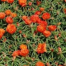 500 Portulaca Moss Rose Orange Flower Seeds - £16.41 GBP