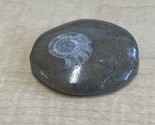 Natural Ammonite Snail Fossil Small KG JD - $12.87