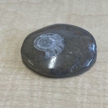 Natural Ammonite Snail Fossil Small KG JD - $12.87