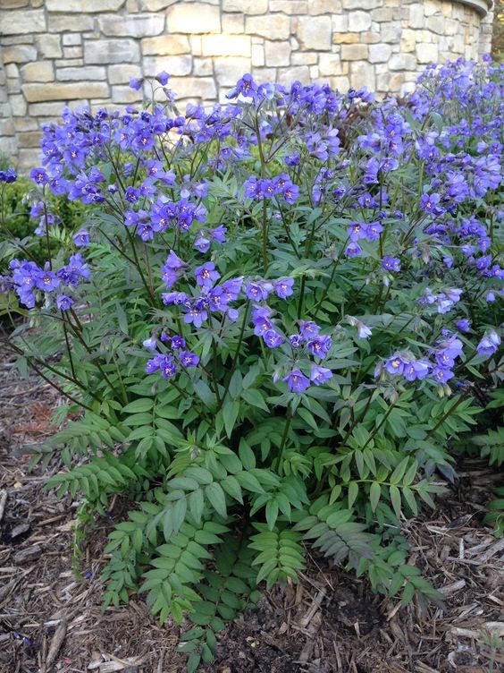 120 Jacobs Ladder Polemonium Blue-Purple Shade Flower Seeds Garden