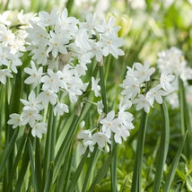 Paperwhite Narcissus Flower Bulbs - $25.00