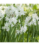 Paperwhite Narcissus Flower Bulbs - $25.00