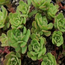 SEPTH 5 Cuttings Sedum Oregonense Agavaceae Succulent Live Plant Not Rooted - $8.61