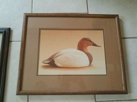 MINT Minnesota Duck Photograph Picture Canvas Back Drake William Plante ... - $98.79