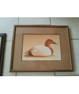 MINT Minnesota Duck Photograph Picture Canvas Back Drake William Plante ... - $98.78
