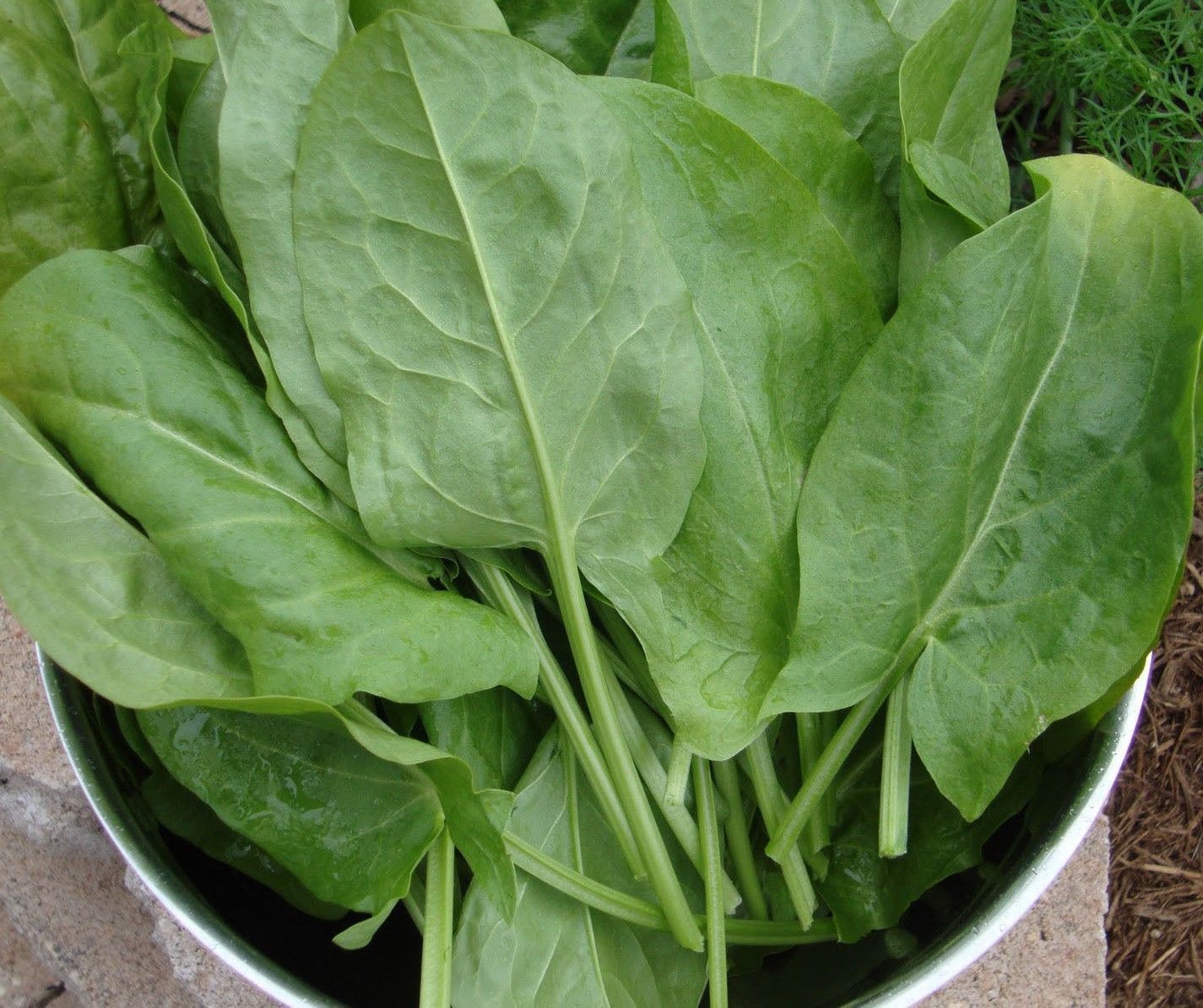 Non GMO - Large Leaf Sorrel Rumex acetosa 200 seeds -  easy grow -  E64