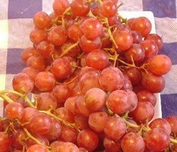 Vanessa Red Seedless Grape Vine 3 Gallon Live Plant Home Garden Easy to Grow - £61.32 GBP